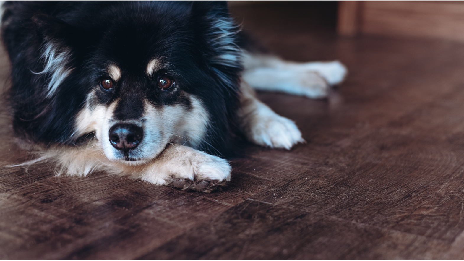 Karndean Designflooring antique french oak lvt wood flooring in a kitchen and a dog laying on the floor